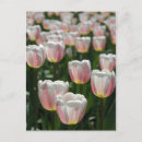 Pesquisar por postcrossing cartoes postais Floral