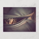 Pesquisar por pet cartoes postais Gato