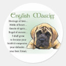 Pesquisar por mastiff inglês adesivos Cão