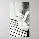 Pesquisar por gato branco pósteres Meow