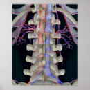 Pesquisar por lombar pôsteres pósteres Parte do corpo humano