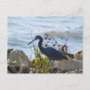 Pesquisar por porte postal do pássaro Aves
