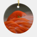Pesquisar por penas ornamentos Plumagem