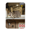 Pesquisar por fluffy cat imas Celebridade de internet cat