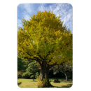 Pesquisar por nuvens no céu imas Turismo