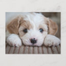Pesquisar por caverna cartoes convites Cachorro
