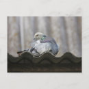Pesquisar por pombo selvagem cartoes postais Animais