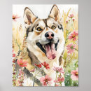 Pesquisar por husky siberiano pôsteres pósteres Rouco