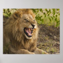 Pesquisar por panthera leo pôsteres pósteres Animal