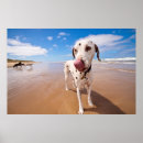 Pesquisar por dalmatian fotografia Animais de estimação