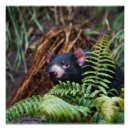 Pesquisar por tasmania pôsteres pósteres Natureza