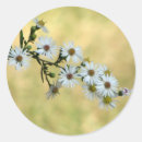 Pesquisar por prazeres adesivos Alegria