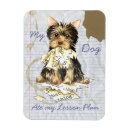 Pesquisar por yorkshire imas Yorkie
