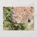 Pesquisar por gato lince cartoes postais Felino