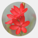 Pesquisar por vermelho do lírio adesivos Floral