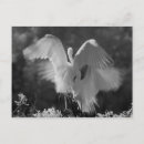 Pesquisar por alba cartoes postais Branco