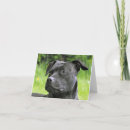 Pesquisar por bull terrier cartoes Animal
