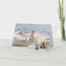 Pesquisar por cavalo islandês cartoes Neve