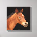 Pesquisar por cavalo árabe impressão de canvas Cavalos