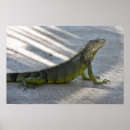 Pesquisar por iguana verde pôsteres pósteres Réptil