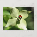 Pesquisar por joaninha cartoes postais floral