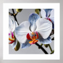 Pesquisar por orquídea azul pósteres Amor