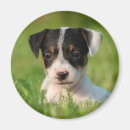 Pesquisar por jaques imas Terrier
