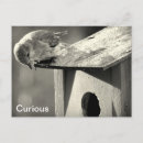 Pesquisar por bluebird cartoes postais Branco