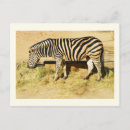 Pesquisar por zebra cartoes postais Crianças