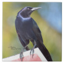 Pesquisar por do corvo do corvo azulejos Pássaro