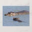 Pesquisar por parque nacional do kruger Vida selvagem