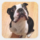 Pesquisar por boston terrier adesivos Animais de estimação