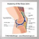 Pesquisar por human anatomy pôsteres pósteres Diagram
