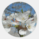 Pesquisar por flor cerejeira adesivos Primavera