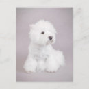 Pesquisar por cão westie cartoes postais Terra alta