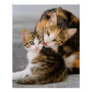 Pesquisar por gatos bonitos pôsteres bebê crianças Animal