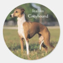 Pesquisar por galgo italiano adesivos Cães