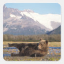Pesquisar por carnivora adesivos Alaska