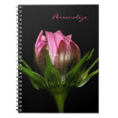 Pesquisar por flor do cosmo Flores rosa