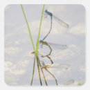 Pesquisar por damselflies Inseto
