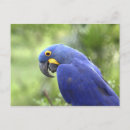 Pesquisar por garras cartoes postais Selvagem