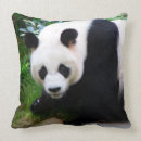 Pesquisar por panda fotografia Qualquer pessoa