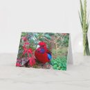 Pesquisar por papagaio colorido cartoes Qualquer pessoa