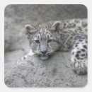Pesquisar por neve leopardo adesivos Filhote