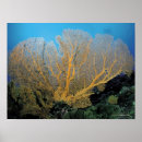 Pesquisar por coral pósteres Vida selvagem