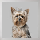 Pesquisar por yorkshire terrier dog pôsteres pósteres Fofo