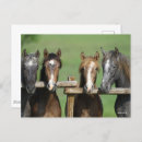Pesquisar por cavalo andaluz cartoes postais Animal