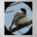 Pesquisar por frangos pósteres Para todos