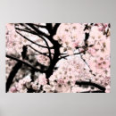 Pesquisar por árvores japonesas pôsteres pósteres Rosa