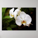 Pesquisar por afrodite pôsteres pósteres Flor